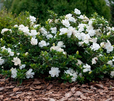 Crown Jewel Dwarf Gardenia