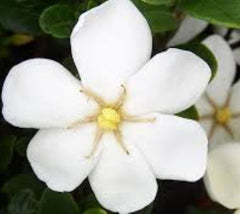 Daisy Gardenia jasminoides gardenia jasminoides 'daisy'