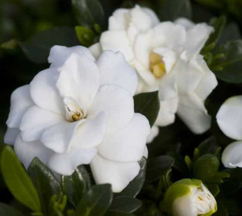 Double Mint Dwarf Gardenia