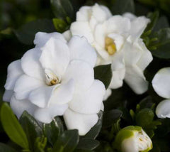 Double Mint Gardenia
