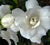 Double Mint Gardenia