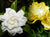 Golden Magic Gardenia
