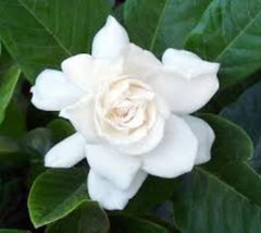 Miami Supreme Gardenia gardenia jasminoides miami supreme