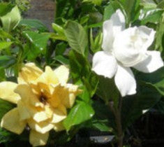 Mystery Gardenia