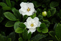Gardenia jasminoides 'Buttons'