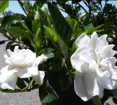 Veitchii Everblooming Gardenia