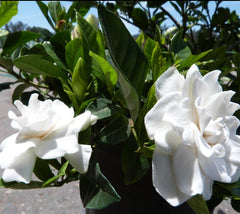 Veitchii Everblooming Gardenia