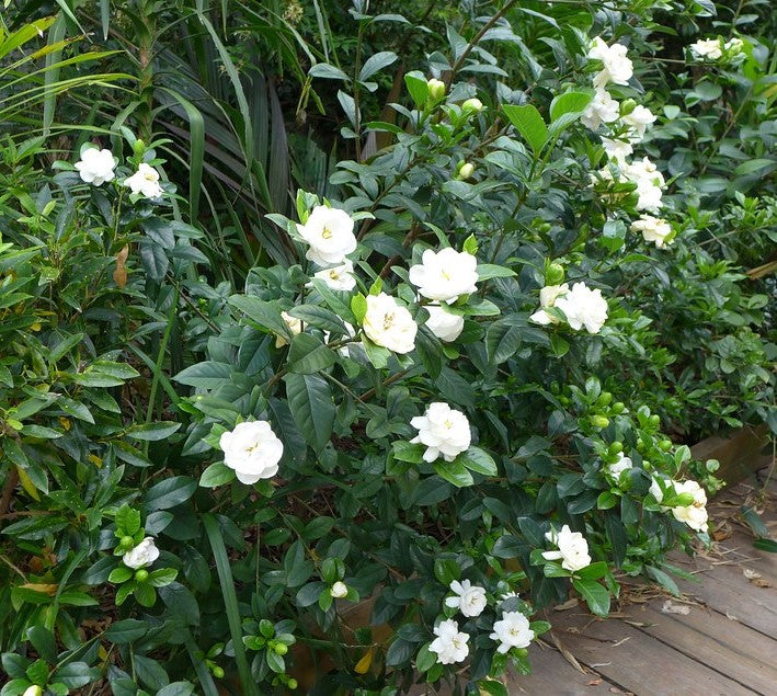 Gardenia jasminoides 'August Beauty' – Nurseries Caroliniana