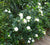 Veitchii Everblooming Gardenia