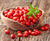 Dynamite Goji Berry  Lycium barbarum