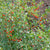 Dynamite Goji Berry  Lycium barbarum