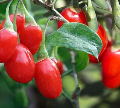 Dynamite Goji Berry ( lycium )