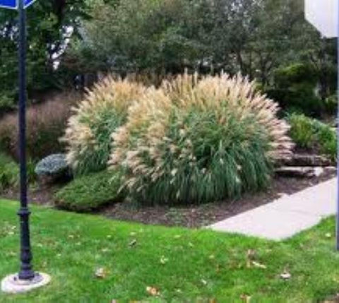 Adagio Dwarf Maiden Grass ( miscanthus )