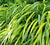 Aureola Japanese Forest Grass  Hakonechloa macra 'Aureola'