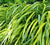 Aureola Japanese Forest Grass  Hakonechloa macra 'Aureola'