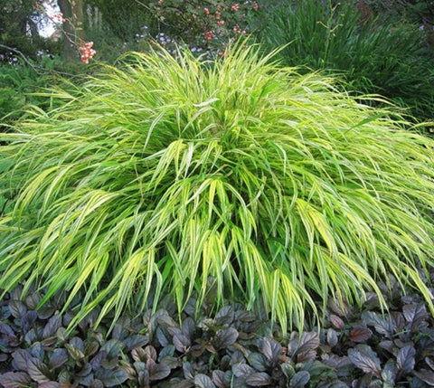 Aureola Japanese Forest Grass