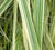 Variegated Japanese Silver Grass miscanthus sinensis variegatus
