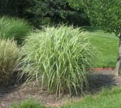 Variegated Japanese Silver Grass miscanthus sinensis variegatus