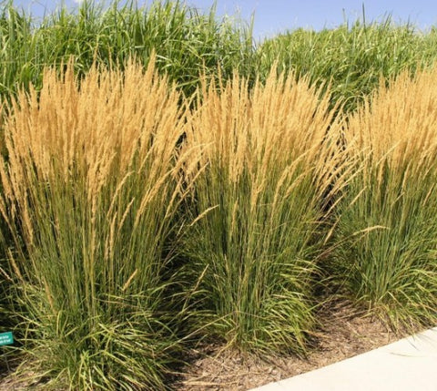 Karl Foerster Feather Reed Grass