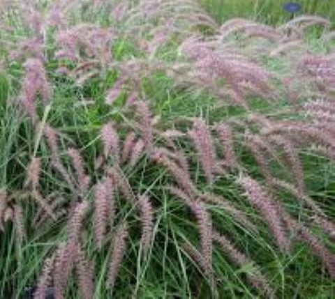 Karley Rose Dwarf Fountain Grass
