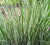 Overdam Variegated Feather Reed Grass  Calamagrostis × acutiflora 'Overdam' 