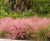 Pink Muhly Grass " Muhlenbergia capillaris "