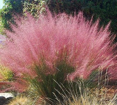 Pink Muhly Grass " Muhlenbergia capillaris "