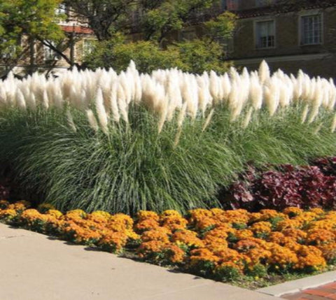 Dwarf Pampas Grass ( cortaderia selloana pumila )