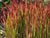 Red Baron Japanese Blood Grass