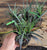 Starter Plant ( 8m )