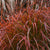 Fire Dragon Maiden Grass ( miscanthus )