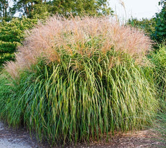 Gracillimus Maiden Grass ( miscanthus )