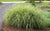 Little Zebra Dwarf Maiden Grass ( miscanthus )