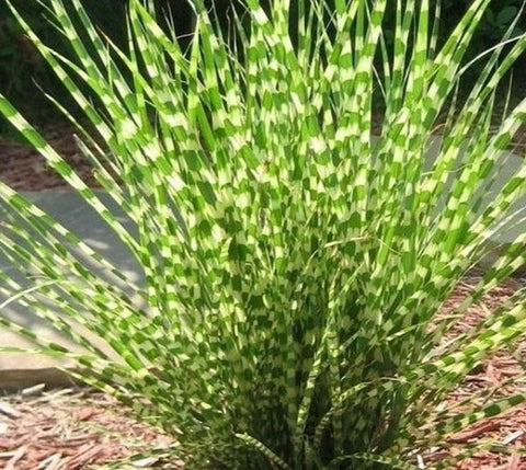 Little Zebra Dwarf Maiden Grass ( miscanthus )