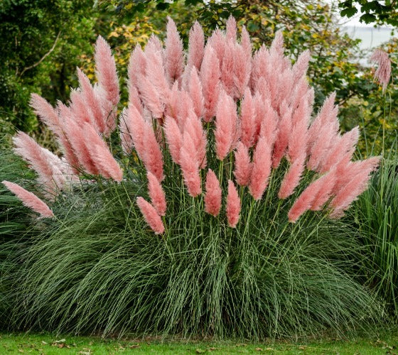 PINK PAMPAS