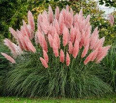 Pink Pampas Grass ( cortaderia selloana )