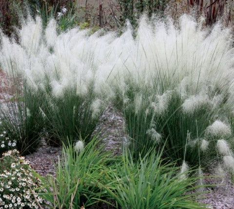 White Cloud Muhly Grass ( muhlenbergia )