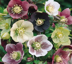 Royal Heritage Lenten Rose