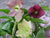 Royal Heritage Lenten Rose
