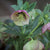 Royal Heritage Lenten Rose