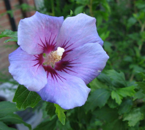 Blue Bird Hibiscus ( Althea ) - Rose Of Sharon