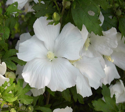 Diana Hibiscus ( Althea ) - Rose Of Sharon