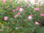 Confederate Rose - Hibiscus Mutabilis