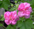 Confederate Rose - Hibiscus Mutabilis