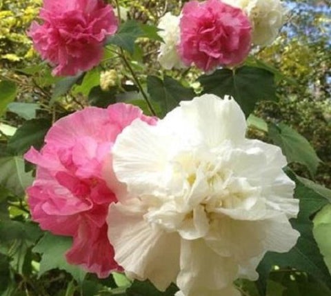 Confederate Rose - Hibiscus Mutabilis
