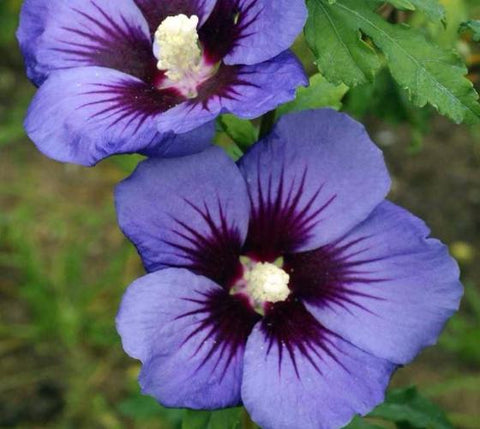 HAWAII™ Hibiscus ( Althea ) - Rose Of Sharon