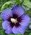 HAWAII™ Blue Hibiscus