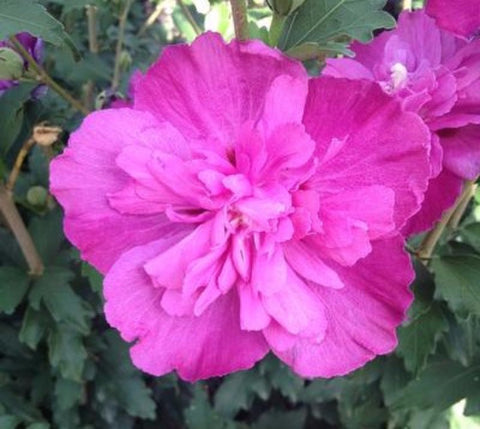 Raspberry Smoothie™ Hibiscus ( Althea ) - Rose Of Sharon