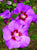 Tahiti™ Hibiscus ( Althea ) - Rose Of Sharon