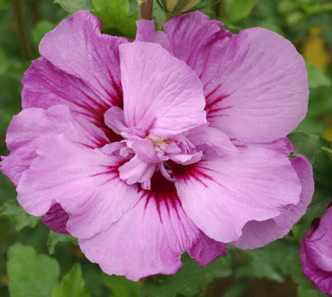 First Editions® Tahiti™ Hibiscus ( Althea ) - Rose Of Sharon